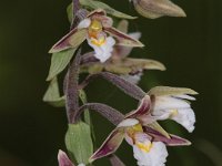 0003 (Sumpfstendelwurz)